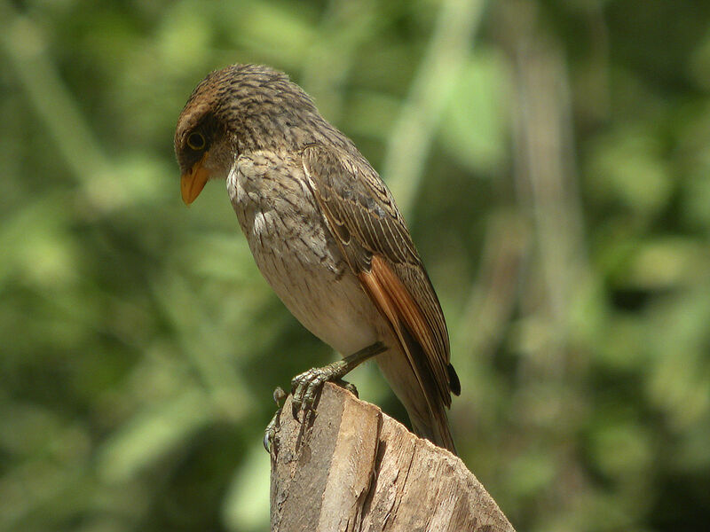 Yellow-billed Shrike