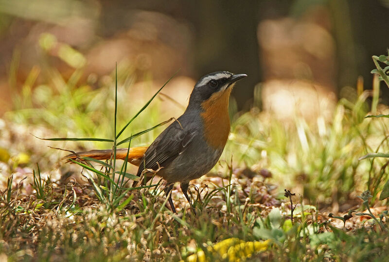 Cape Robin-Chat