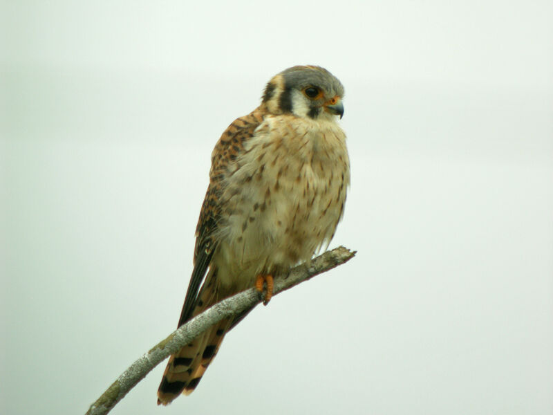 American Kestrel