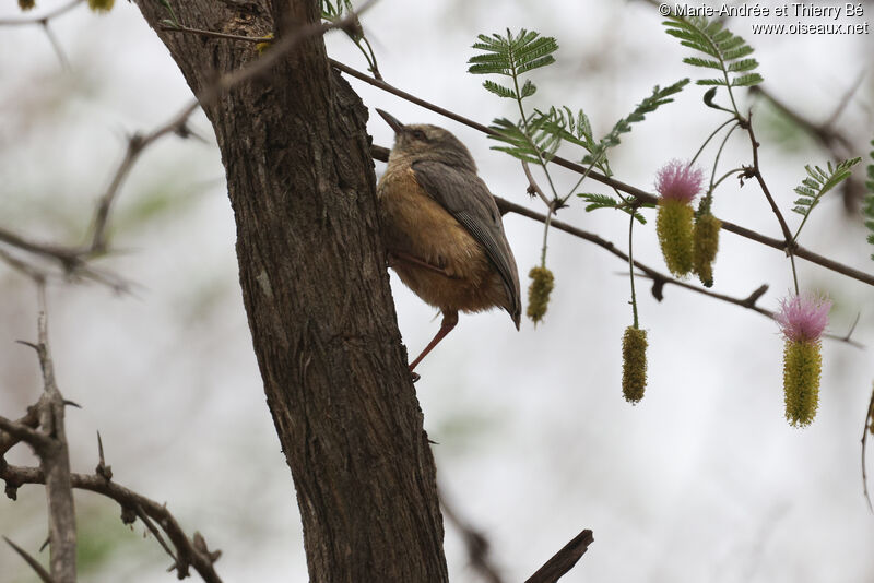 Long-billed Crombec