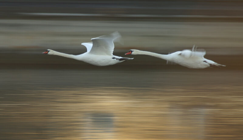 Cygne tuberculé