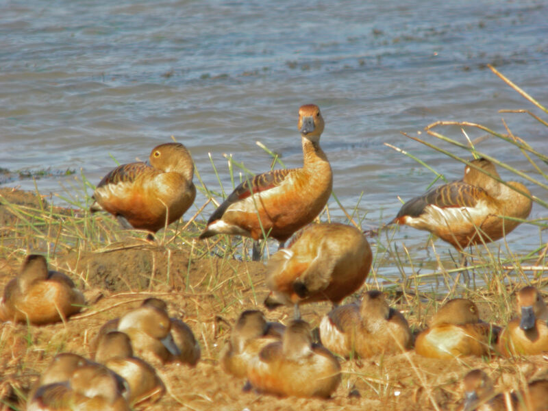 Lesser Whistling Duck