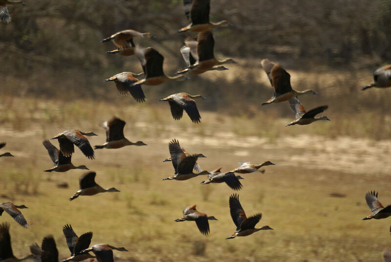 Dendrocygne siffleur