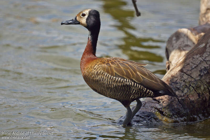 Dendrocygne veuf, identification