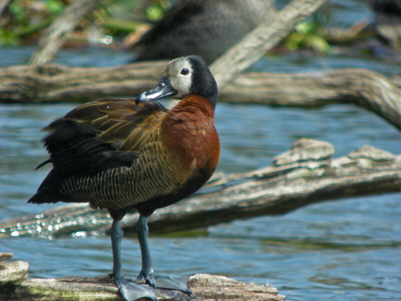 White-faced Whistling Duck