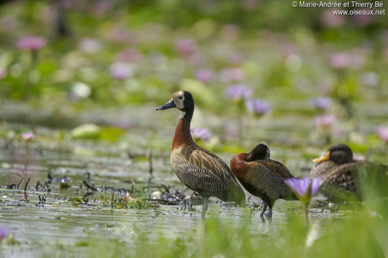 White-faced Whistling Duck