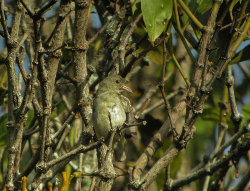 Pale-billed Flowerpecker