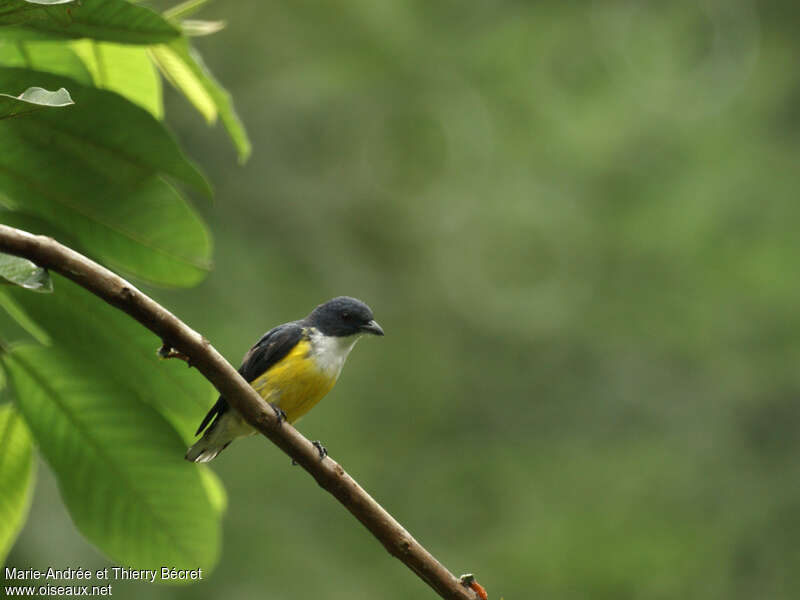 Legge's Flowerpecker male adult