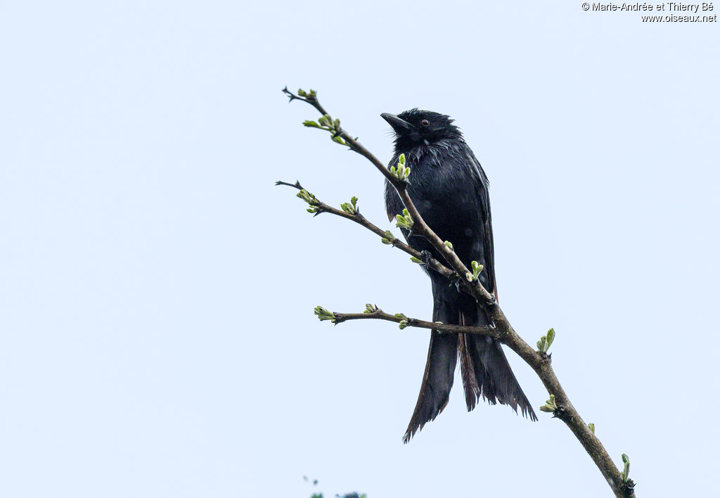 Drongo brillant