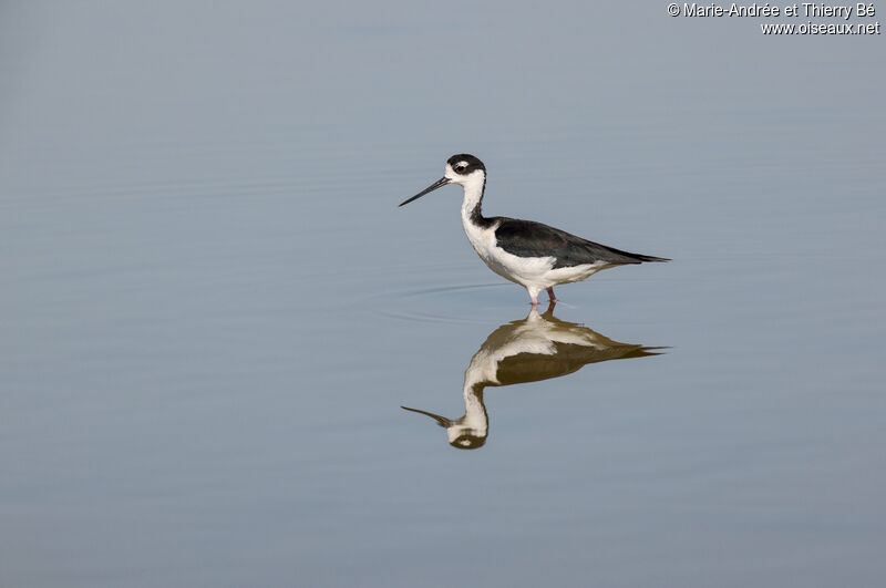 Black-necked Stilt