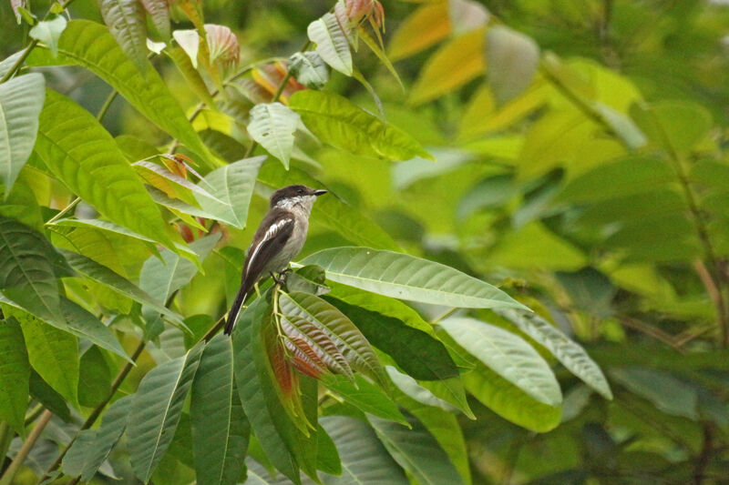 Bar-winged Flycatcher-shrike