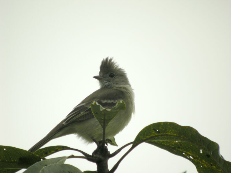 Yellow-bellied Elaenia