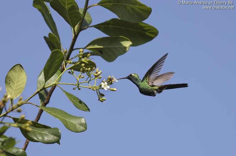 Cuban Emerald