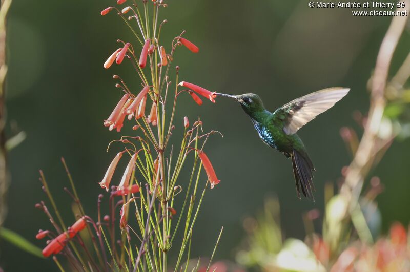 Cuban Emerald