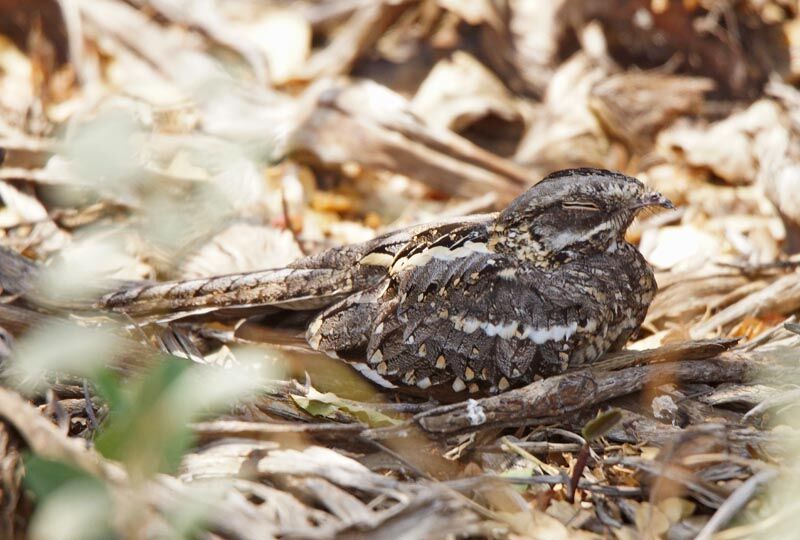 Slender-tailed Nightjaradult, identification