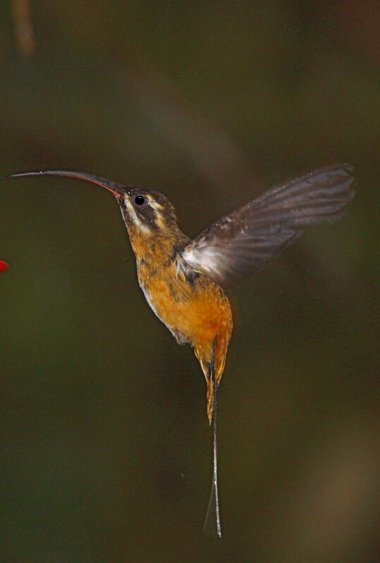 Tawny-bellied Hermit