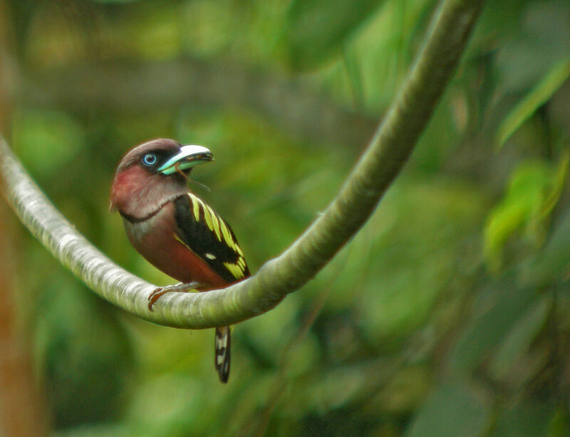 Banded Broadbill, identification