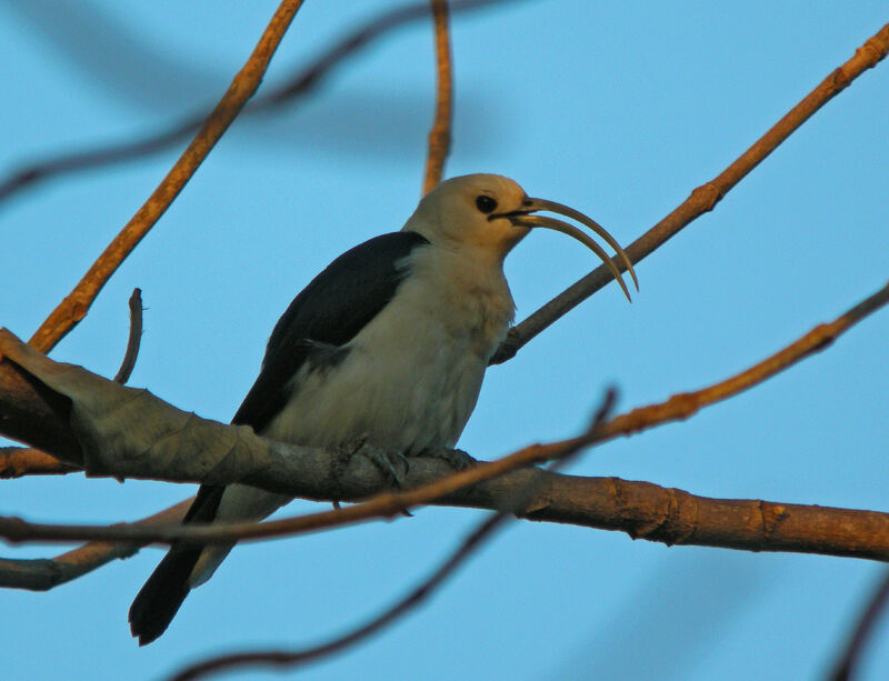 Sickle-billed Vanga