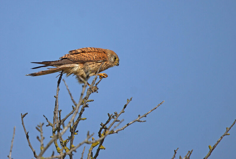 Lesser Kestrel