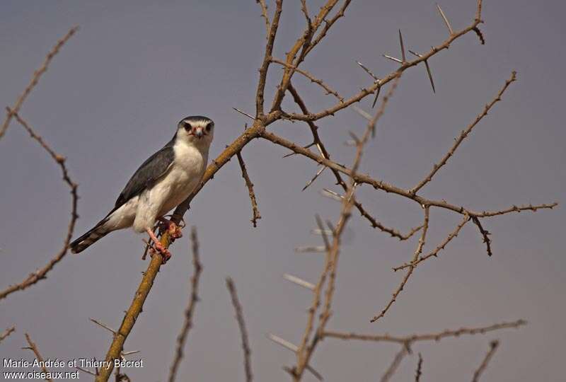 Pygmy Falcon male adult