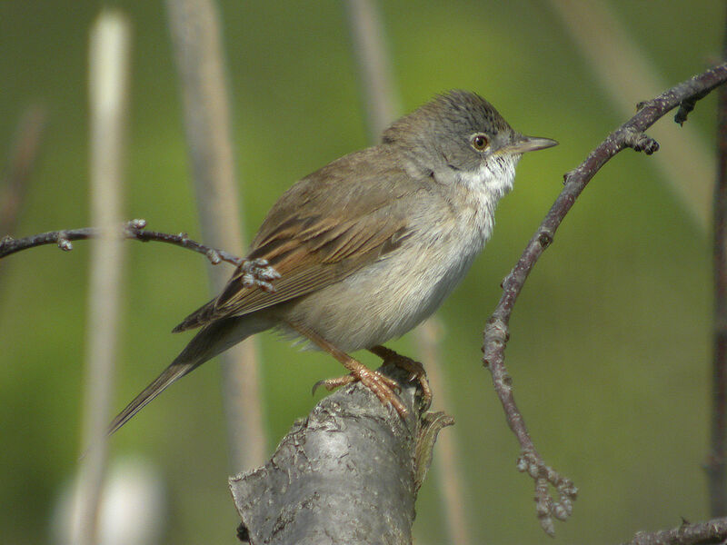 Common Whitethroat