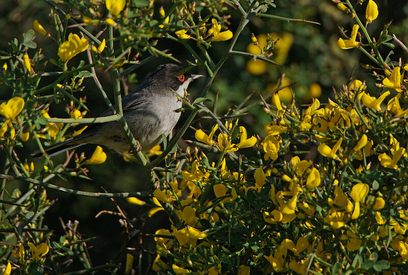 Sardinian Warbler