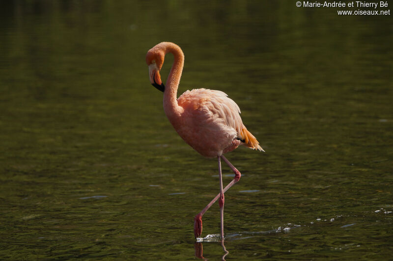 Flamant des Caraïbes