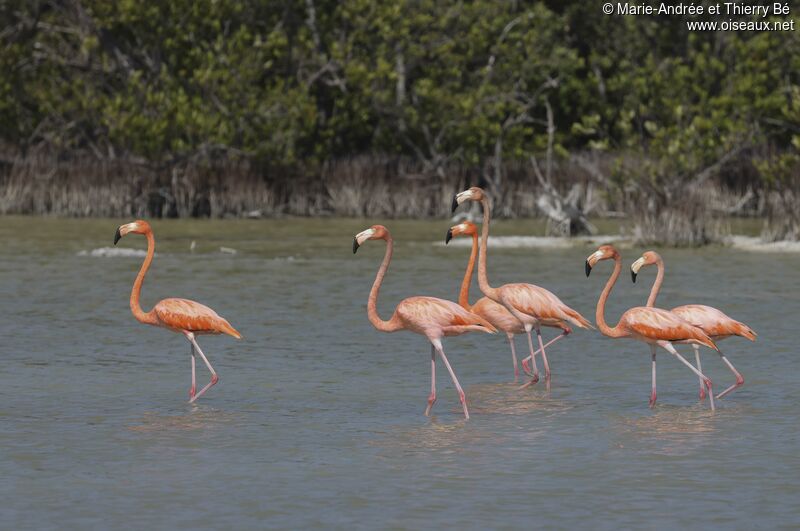 American Flamingo