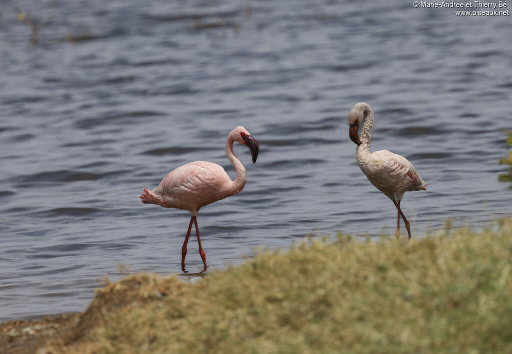 Lesser Flamingo