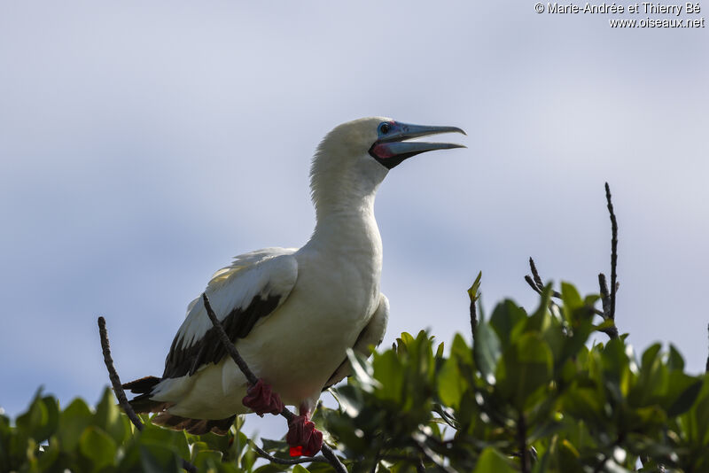 Fou à pieds rouges