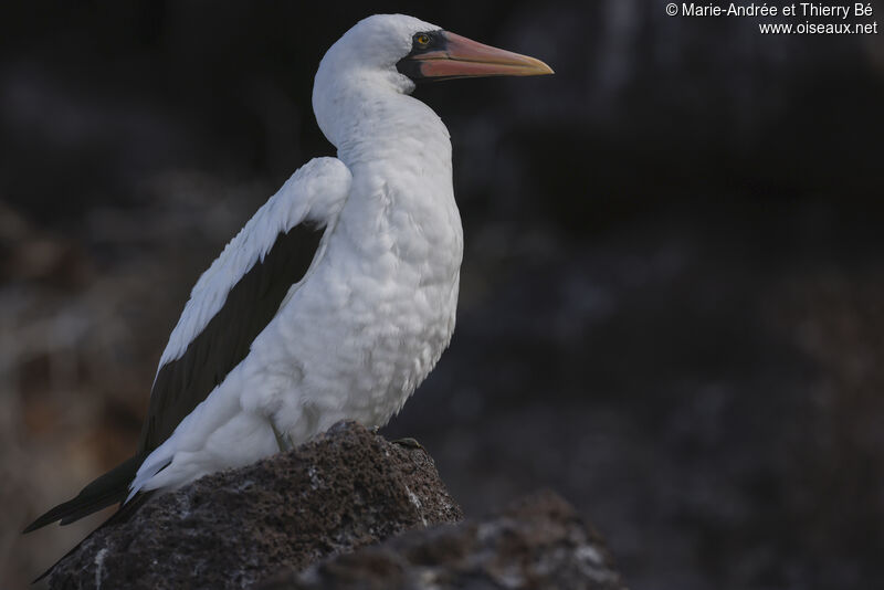 Nazca Booby