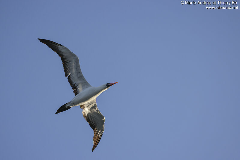 Nazca Booby