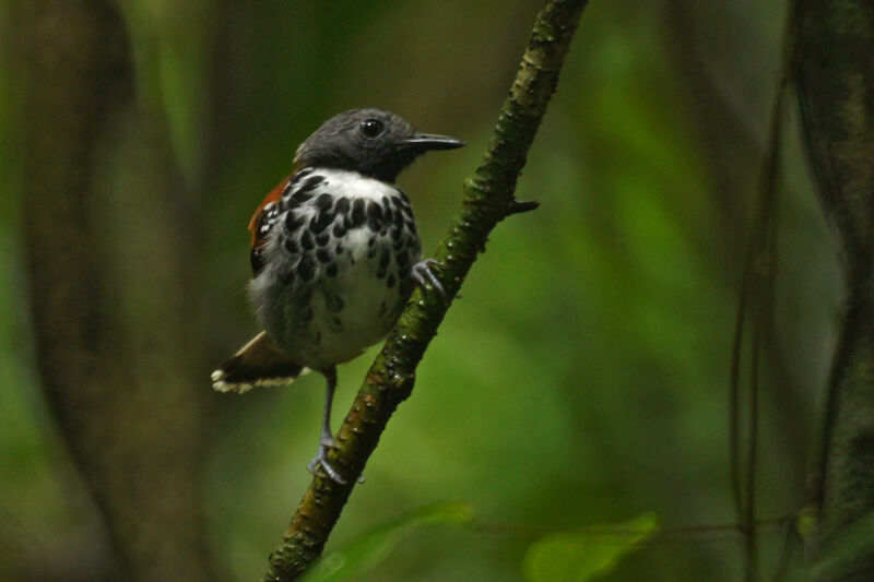 Spotted Antbird