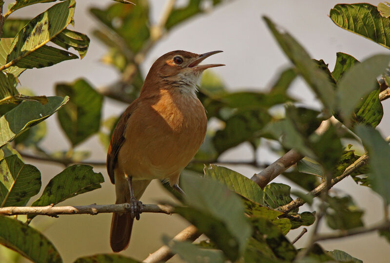 Rufous Hornero