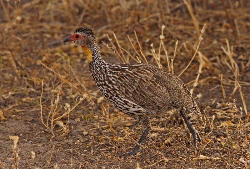 Francolin à cou jaune