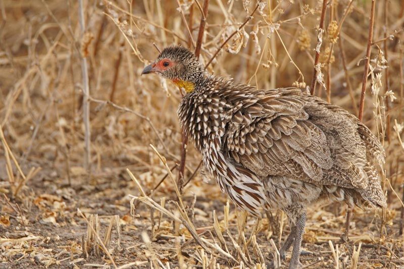 Francolin à cou jaune