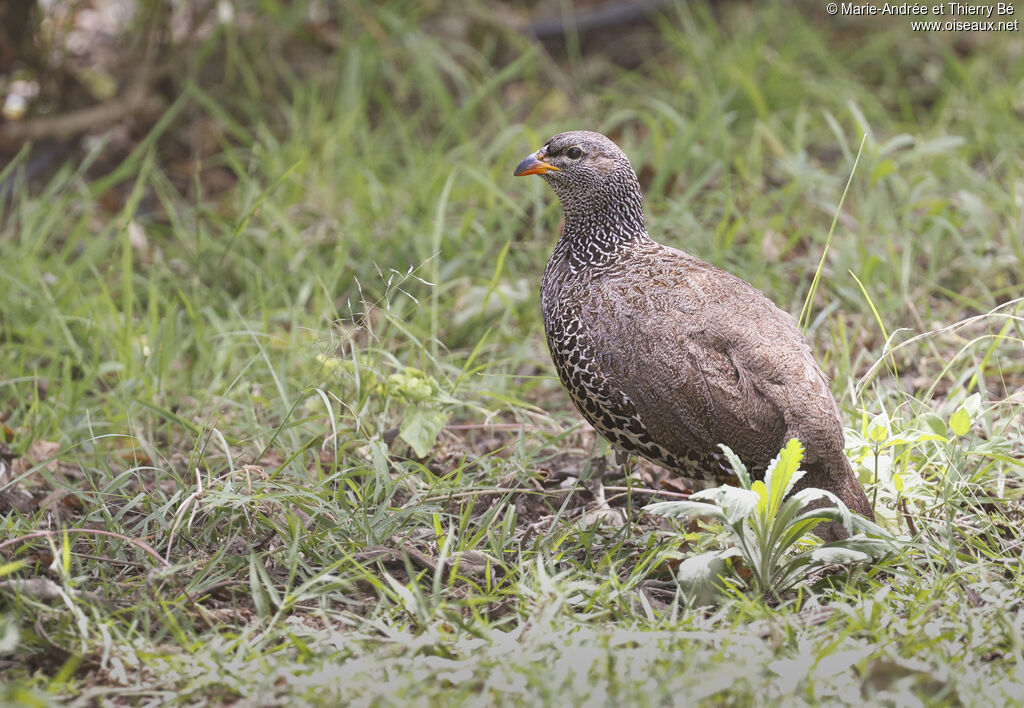 Hildebrandt's Spurfowl