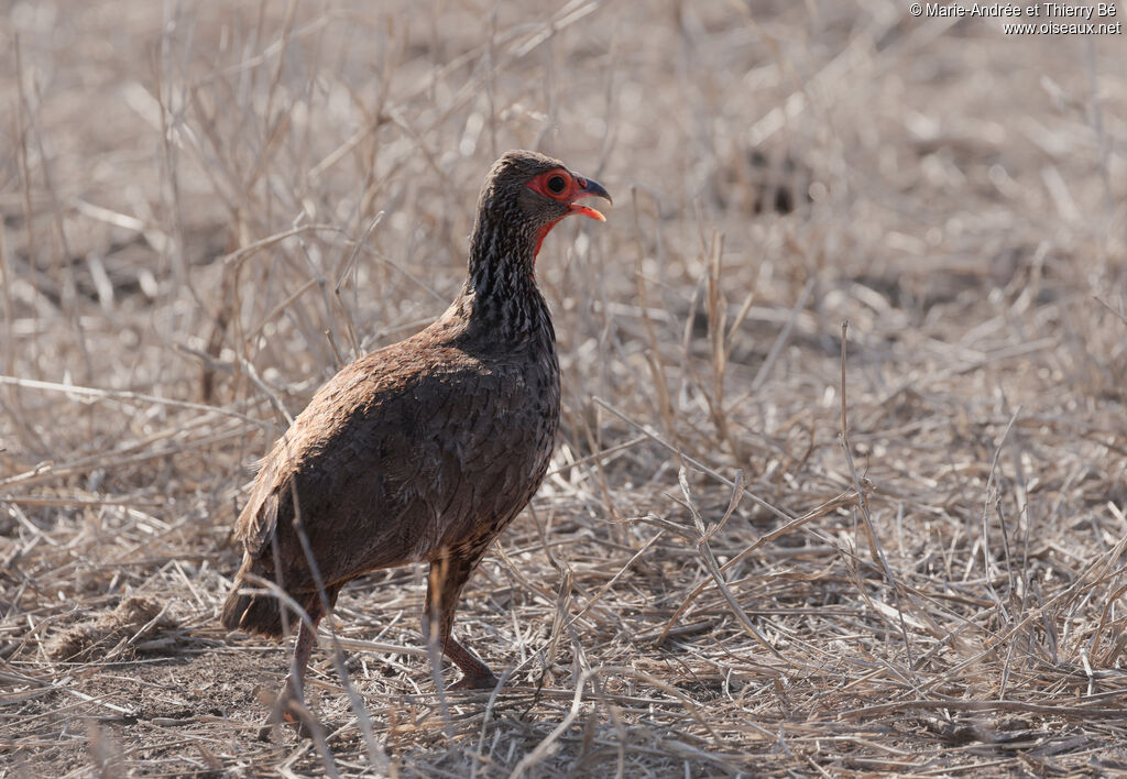 Swainson's Spurfowl