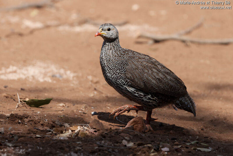 Natal Spurfowl