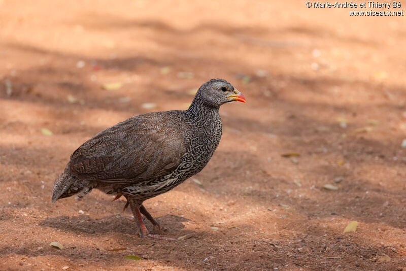 Natal Spurfowl