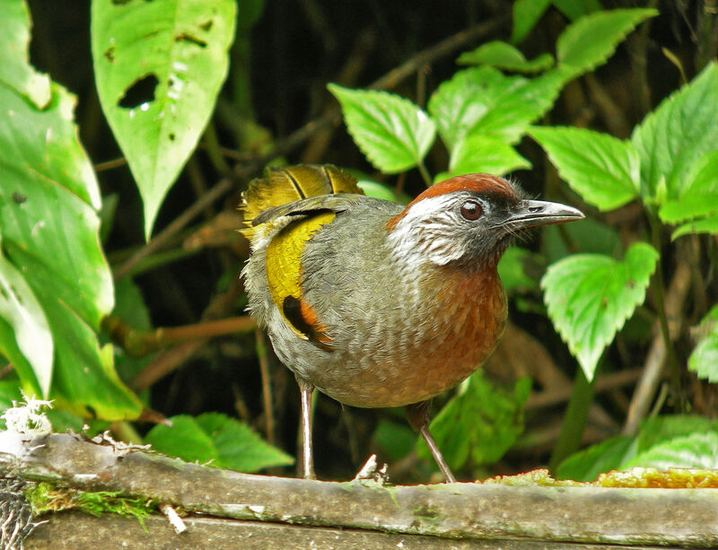 Silver-eared Laughingthrush