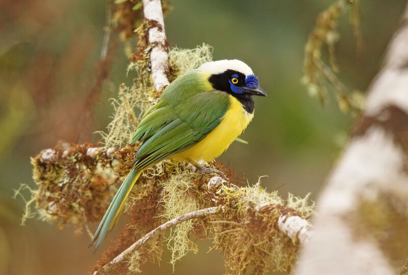 Green Jay