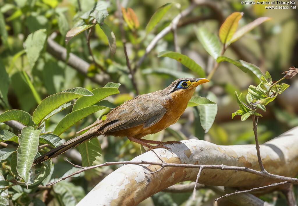 Géocoucou de Lesson