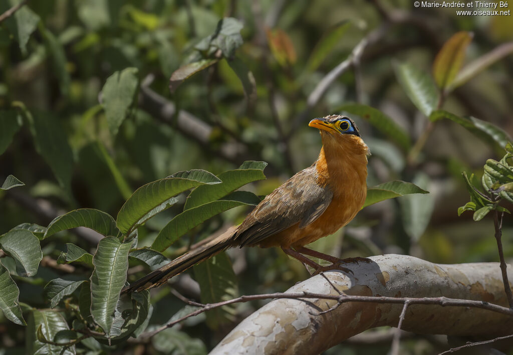 Géocoucou de Lesson