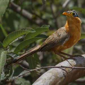 Géocoucou de Lesson