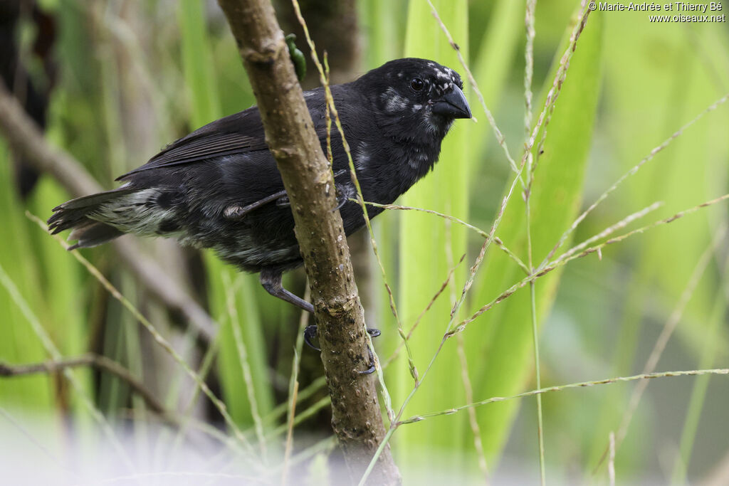 Medium Ground Finch male