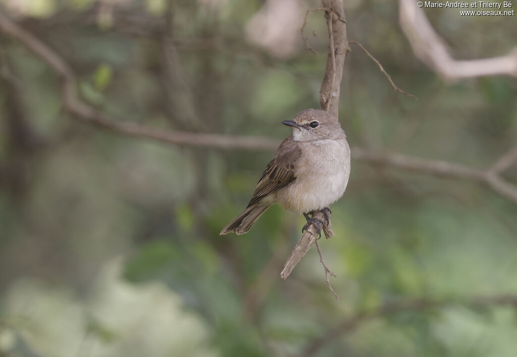 Pale Flycatcher