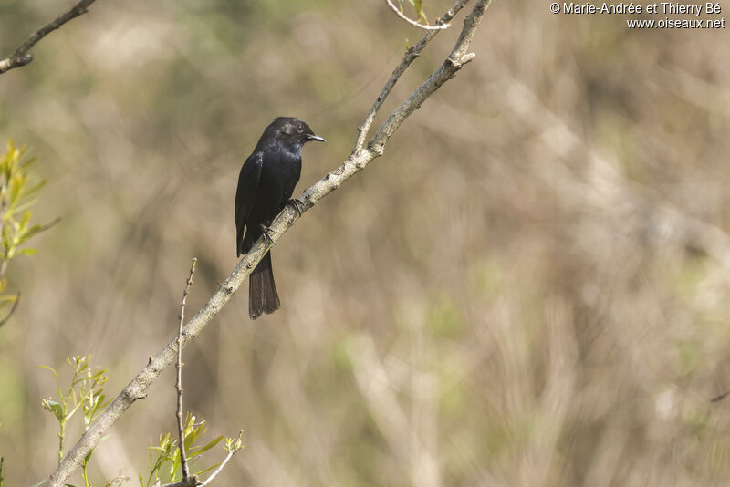 Southern Black Flycatcher