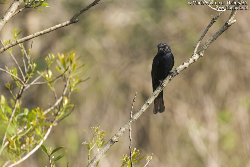 Southern Black Flycatcher