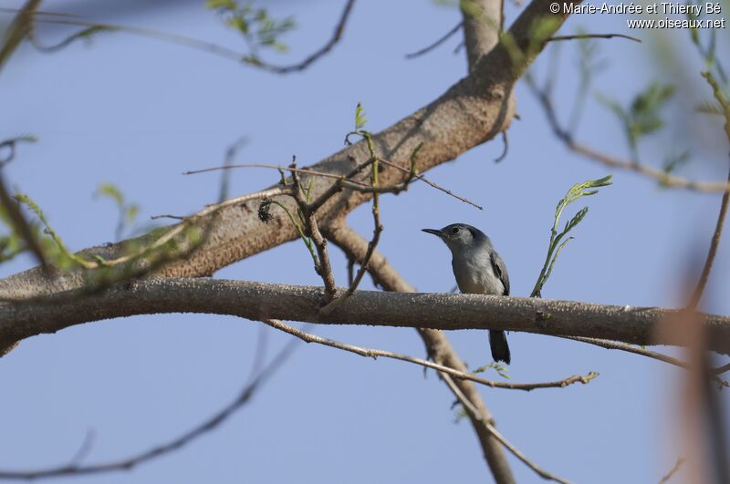 Cuban Gnatcatcher